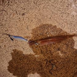 いつもの小さな漁港で